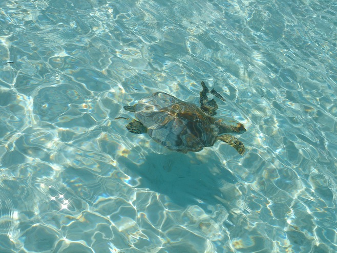 Turtle